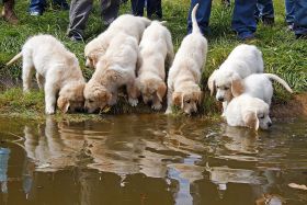 puppies drinking from pond – Best Places In The World To Retire – International Living